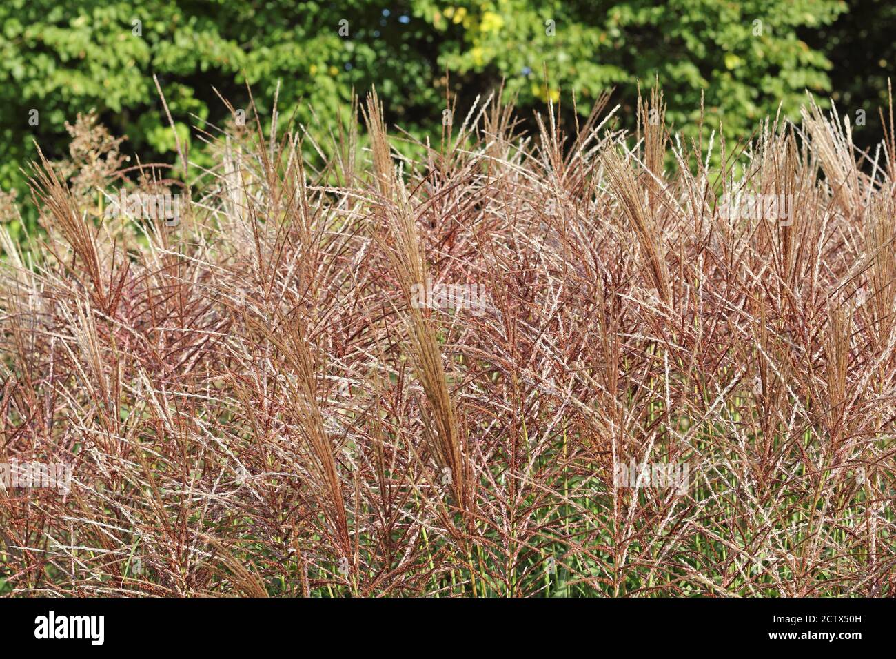 Flowering ornamental grass, Miscanthus sinensis in autumn colours Stock
