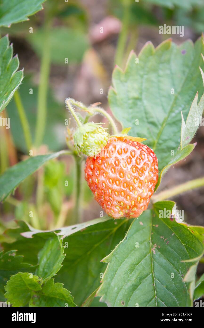 Red ripe strawberries grow in the garden in the summer Stock Photo - Alamy