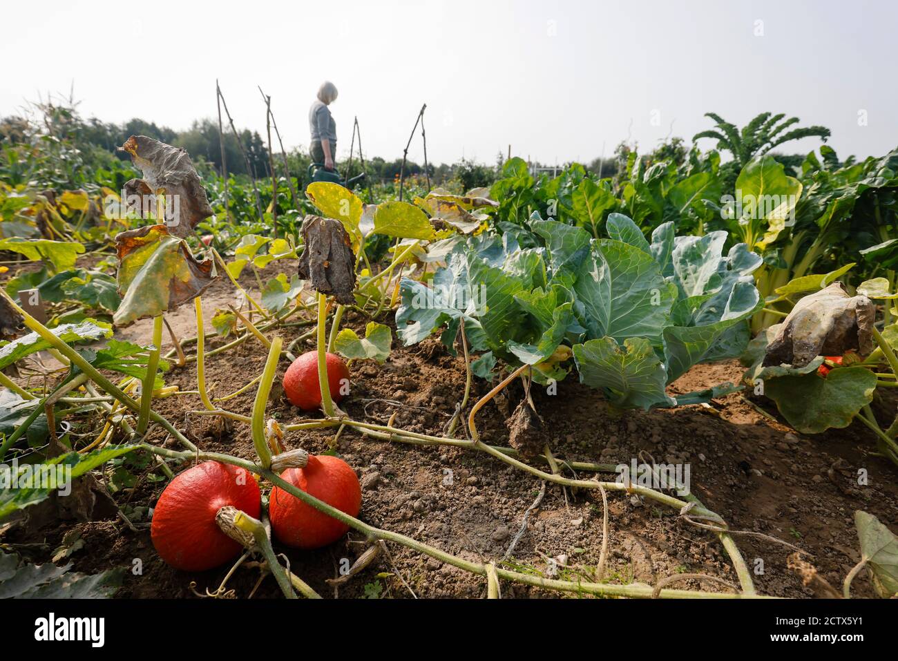 KampLintfort, North RhineWestphalia, Germany Organic farming NRW