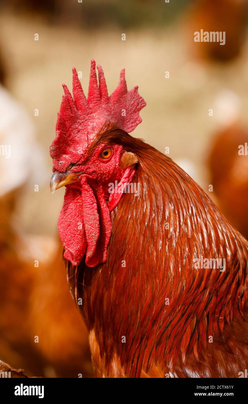 Kamp-Lintfort, North Rhine-Westphalia, Germany - Organic farming NRW, organic chickens, free-range chickens live on the Bioland farm all year round in Stock Photo