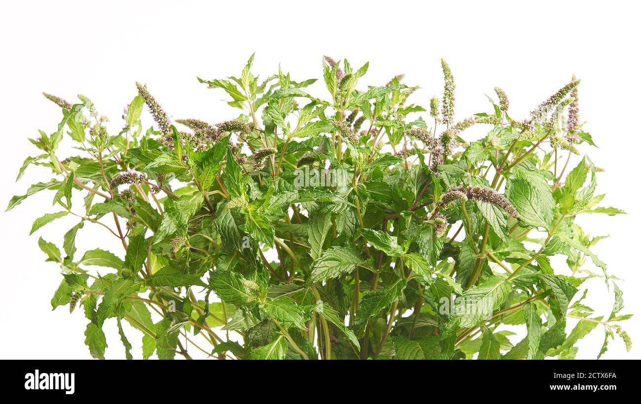 Blooming mint bush. Stock Photo