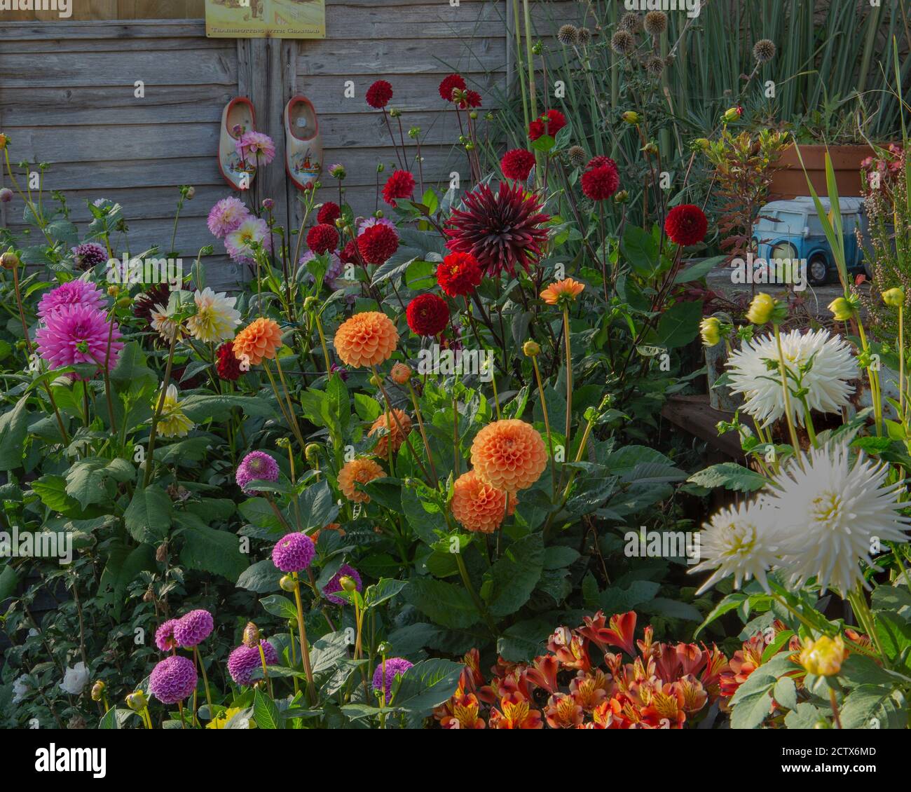 A selection of dahlia's in bloom including, dot com, all triumph, black jack, jenna and maarn Stock Photo