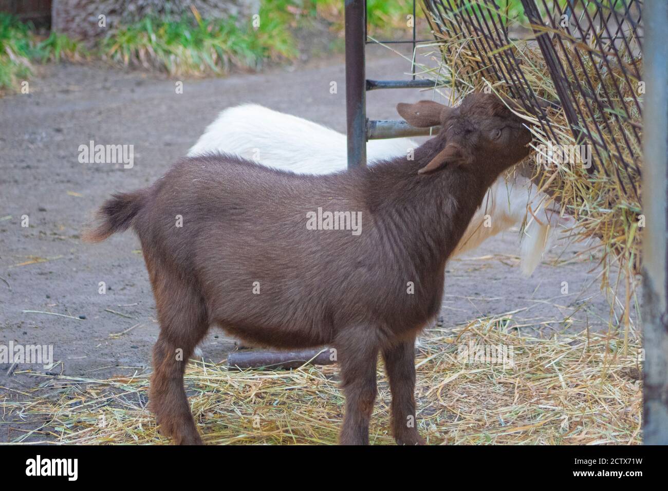Young brown goat eats hay from a feeder. Stock Photo