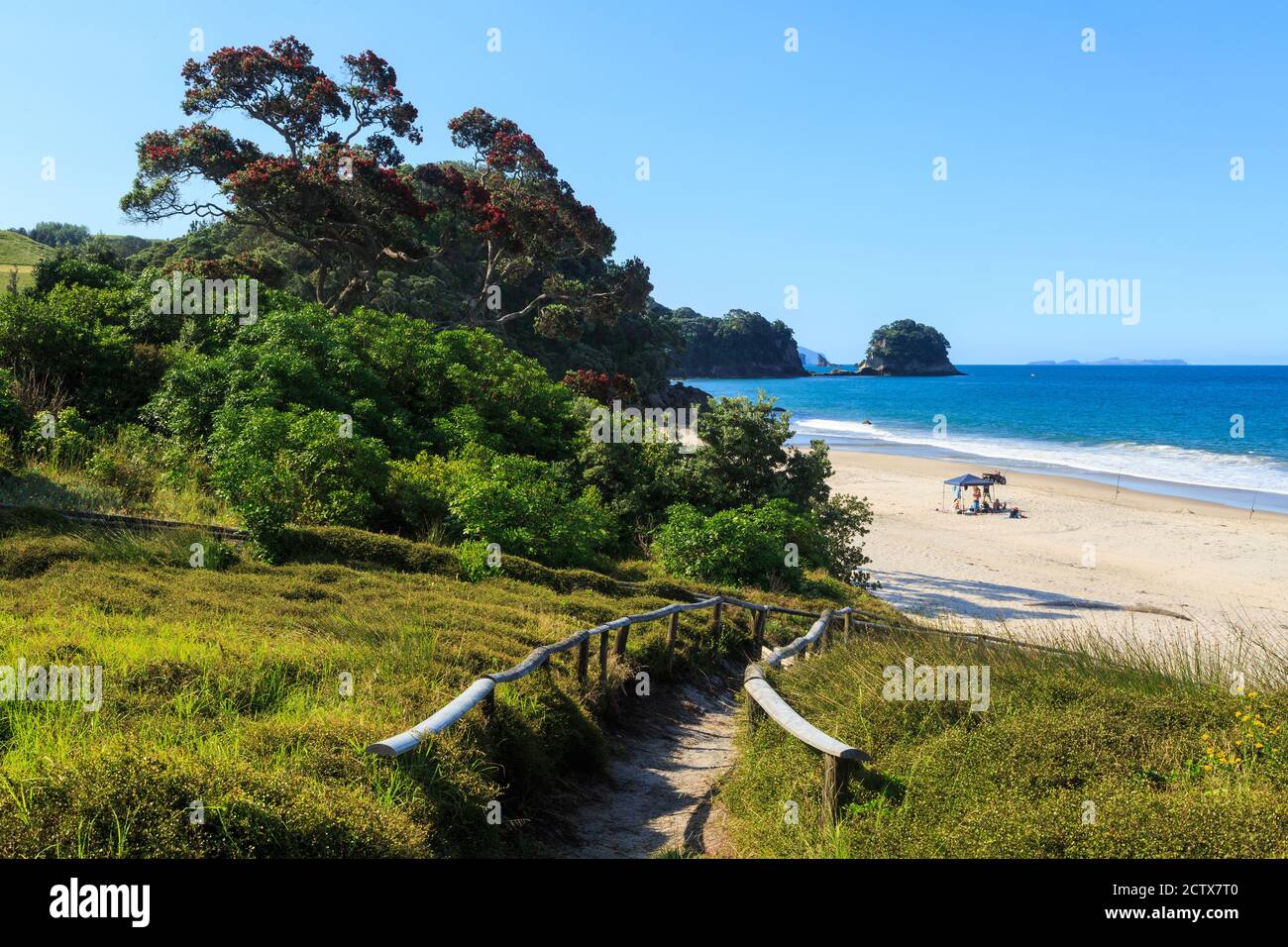 Whiritoa, New Zealand, in summer. A pathway leads down to the beach past a blossoming pohutukawa tree Stock Photo