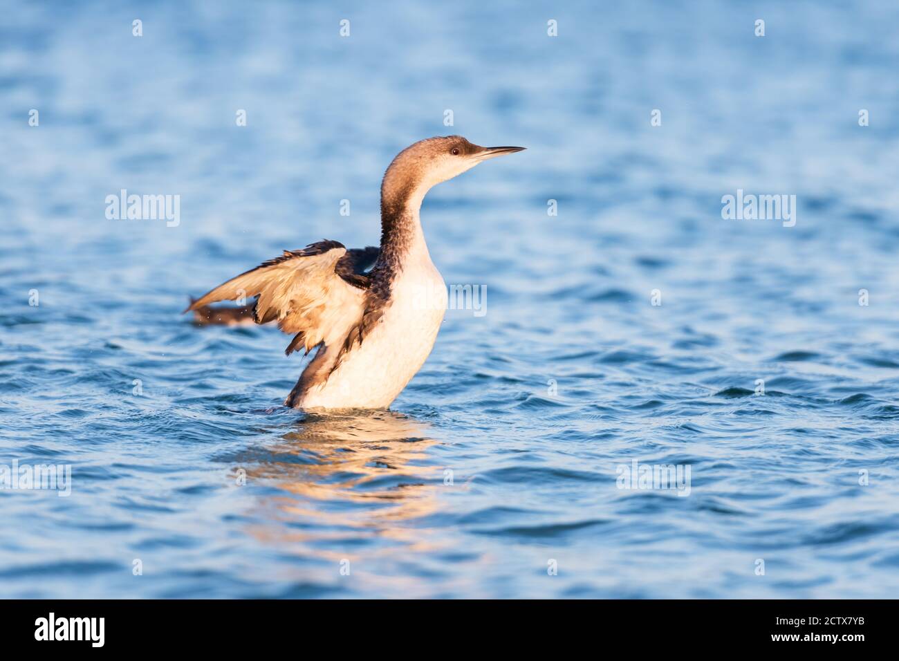 The great cormorant Phalacrocorax carbo in natural habitat. Animal photography Stock Photo