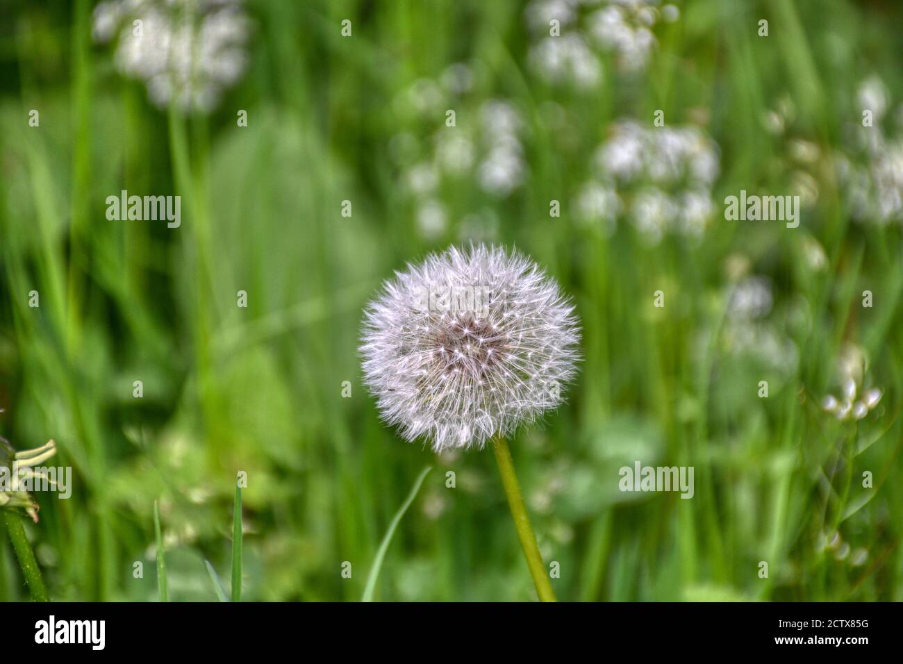 Löwenzahn, Taraxacum, Pflanzengattung, Korbblütler, Art, Mitteleuropa, Blume, Wiesenblume, häufig, Gewöhnlicher Löwenzahn, Pusteblume, Butterblume, Ku Stock Photo