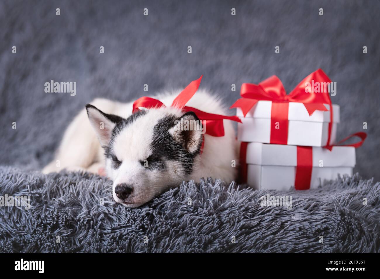 A small white dog puppy breed siberian husky with red bow and gift boxes sleep on grey carpet. Perfect birthday and Christmas present for your child Stock Photo