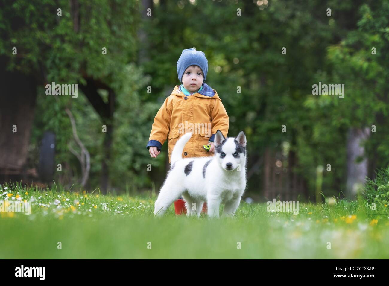 Small kid in yellow jacket with white dog puppy breed siberian husky on spring backyard. Dogs and pets photography Stock Photo