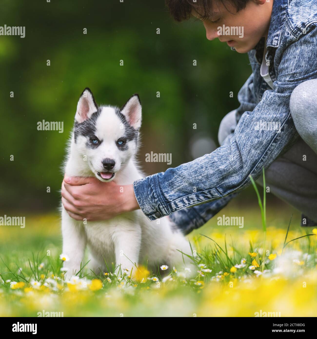 Teen with white dog puppy breed siberian husky on spring backyard. Dogs and pets photography Stock Photo