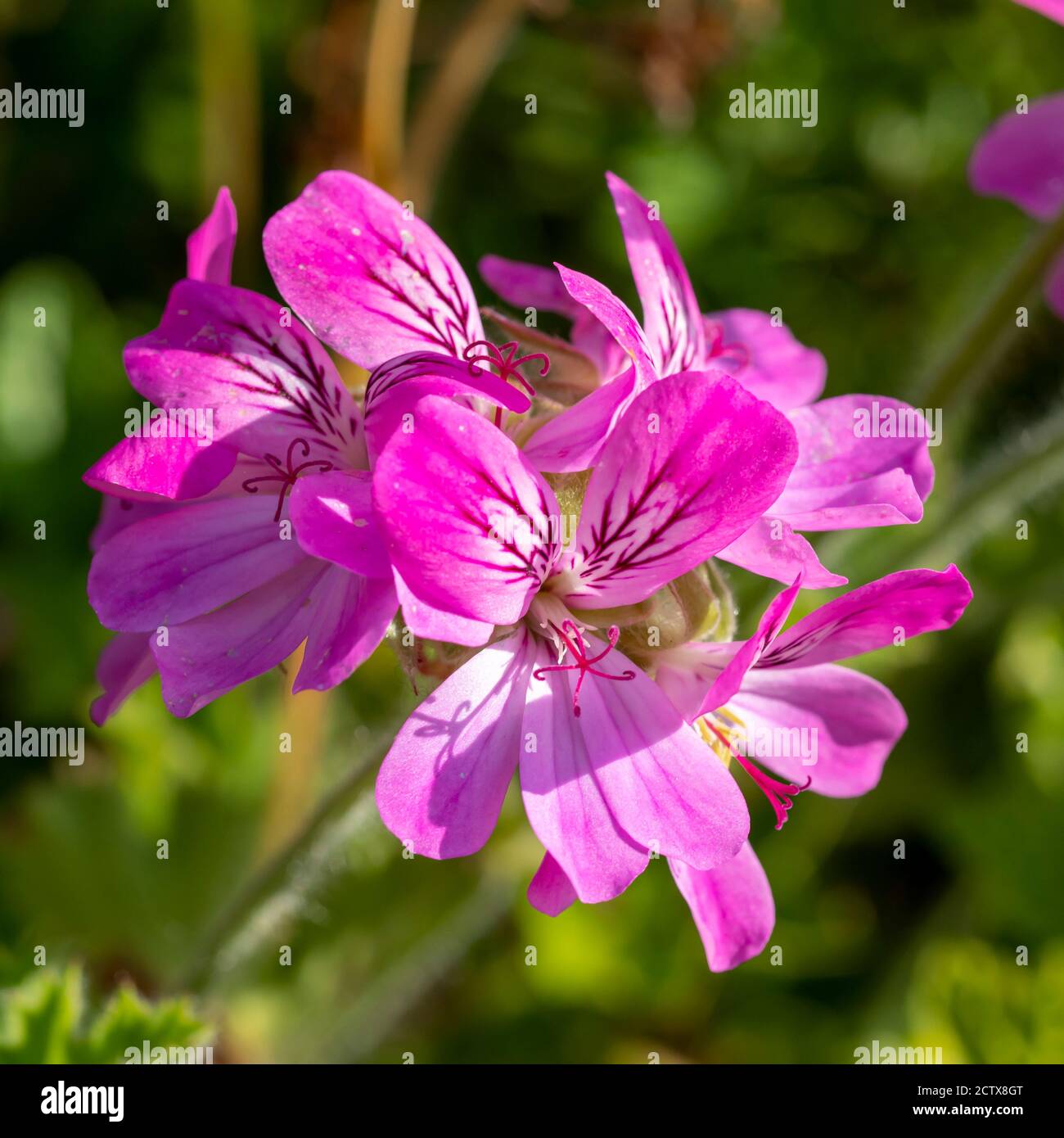 Pretty pink rose geranium Pelargonium flowers in a garden Stock Photo