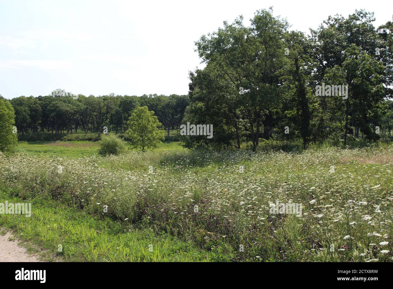 A field of wildflowers leading to a forest in Ethel's Woods Forest