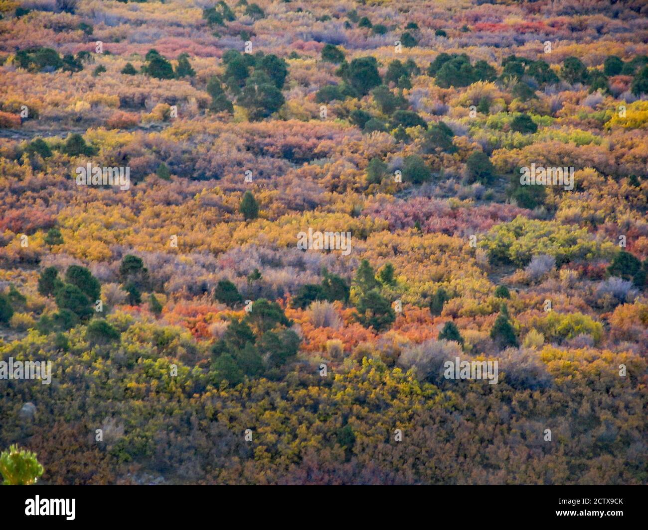 Scrub oak hires stock photography and images Alamy