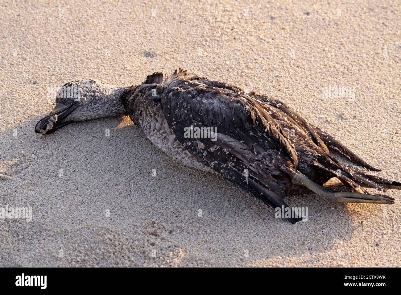 Dead sea duck. Northern portuguese coast. Stock Photo