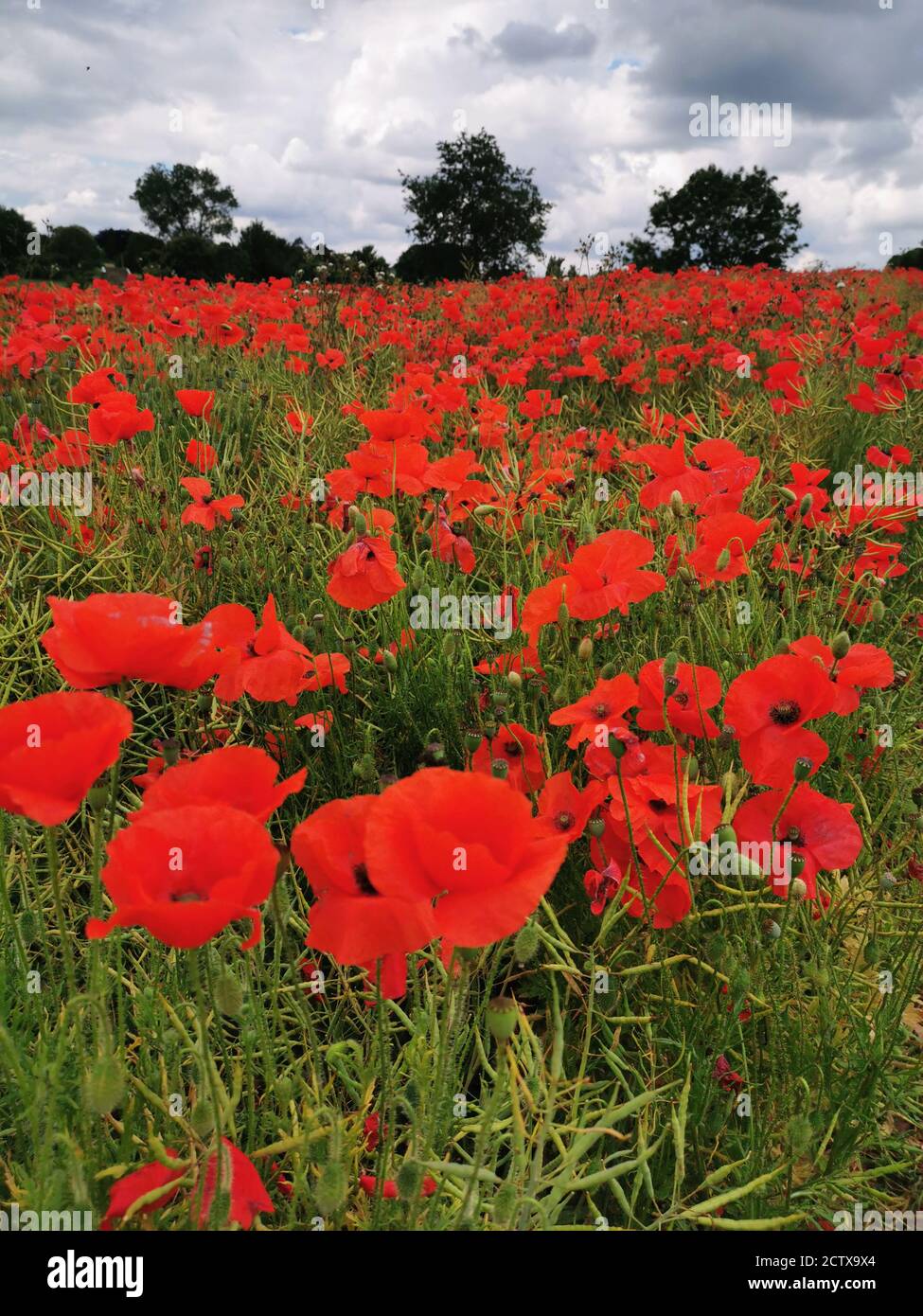 Field of poppies in the Cotswolds Stock Photo Alamy