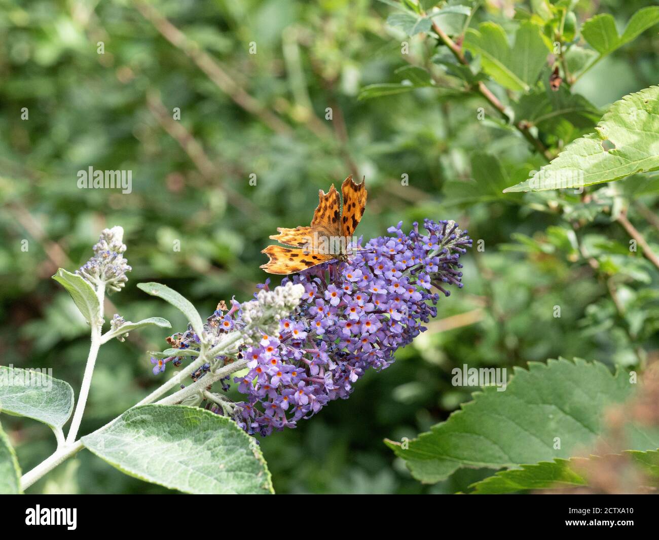 A comma butterfly (Polygonia c-album) resting with open wings on a Buddleia flower Stock Photo