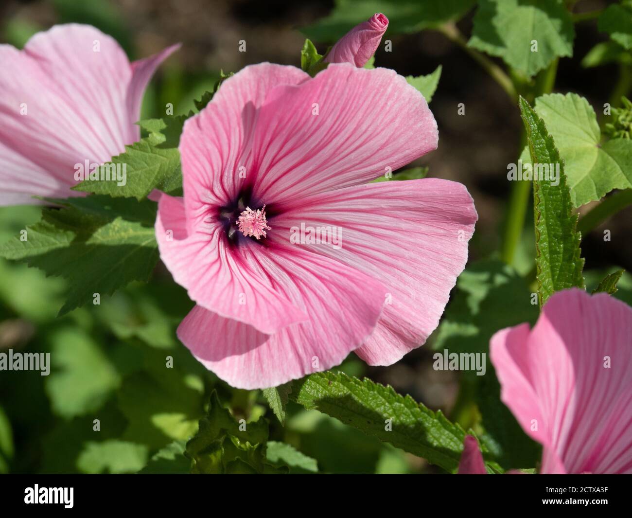 A close up of a single shell pink flower of the annual mallow Lavatera Silver Cup Stock Photo