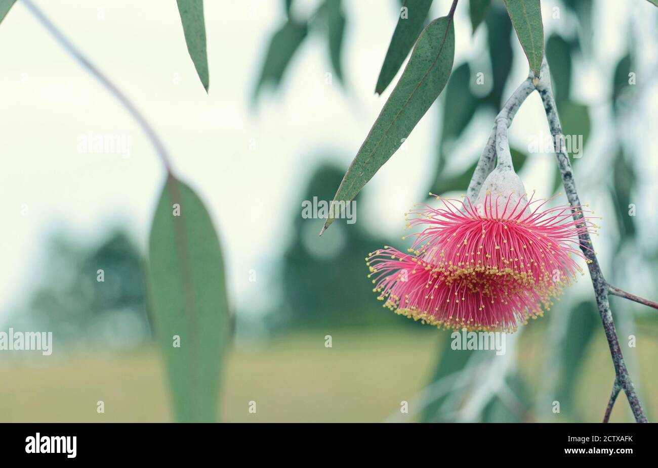 Spring nature background of two pink blossoms and grey green leaves of the Australian native mallee tree Eucalyptus caesia, family Myrtaceae. Common n Stock Photo