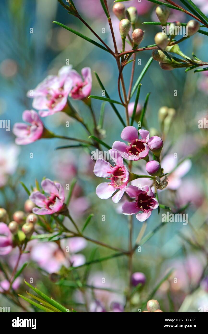 Pink flowers of an Australian native Geraldton Wax cultivar, CWA Pink, Chamelaucium uncinatum, family Myrtaceae, endemic to Western Australia. Winter Stock Photo