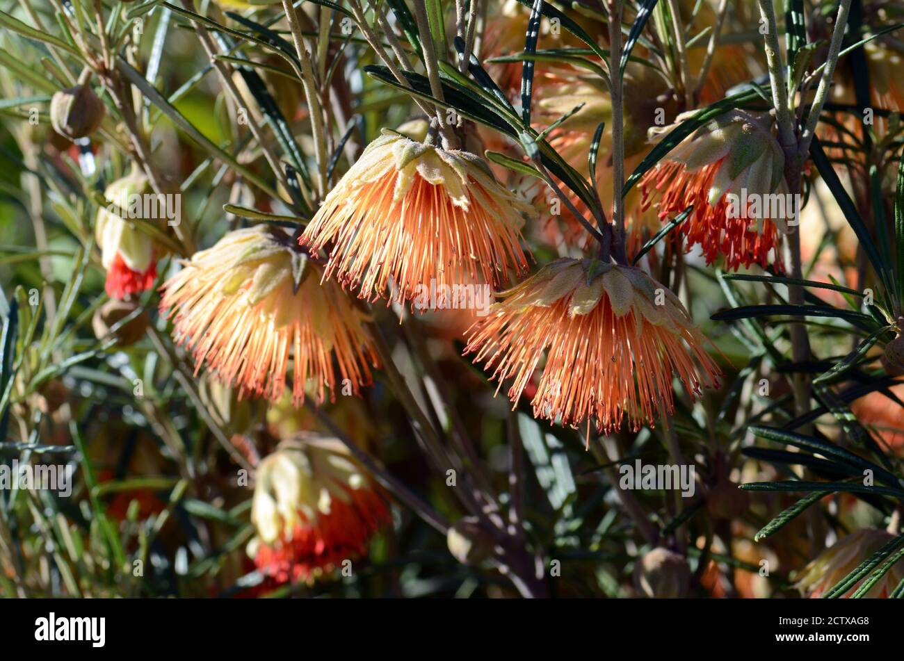 Australian native orange wildflowers of the Yanchep Rose, Diplolaena ...