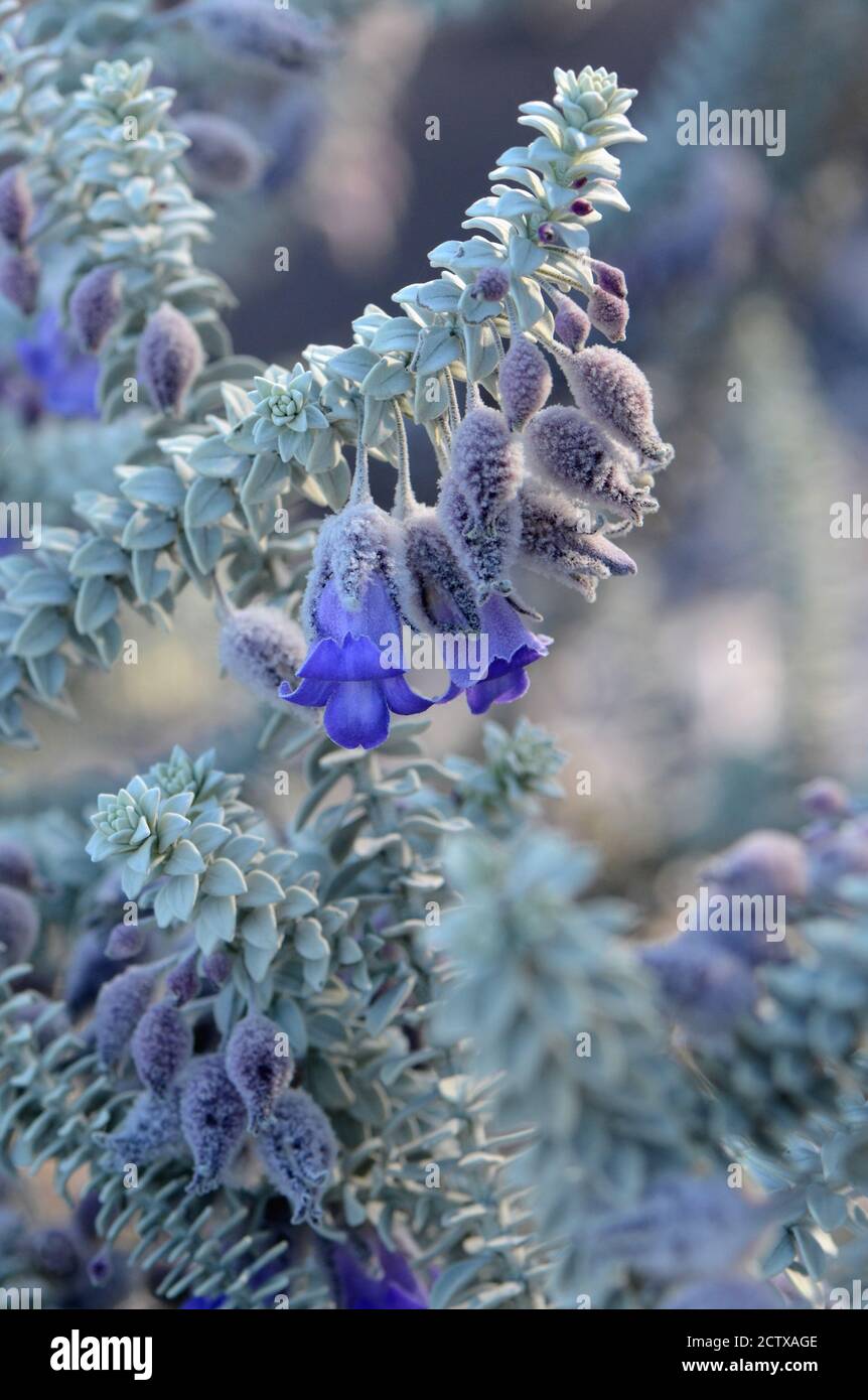 Purple flowers and gray foliage of the Australian native Woolly calyxed Eremophila, Eremophila lachnocalyx. Member of the figwort family Scrophulariac Stock Photo