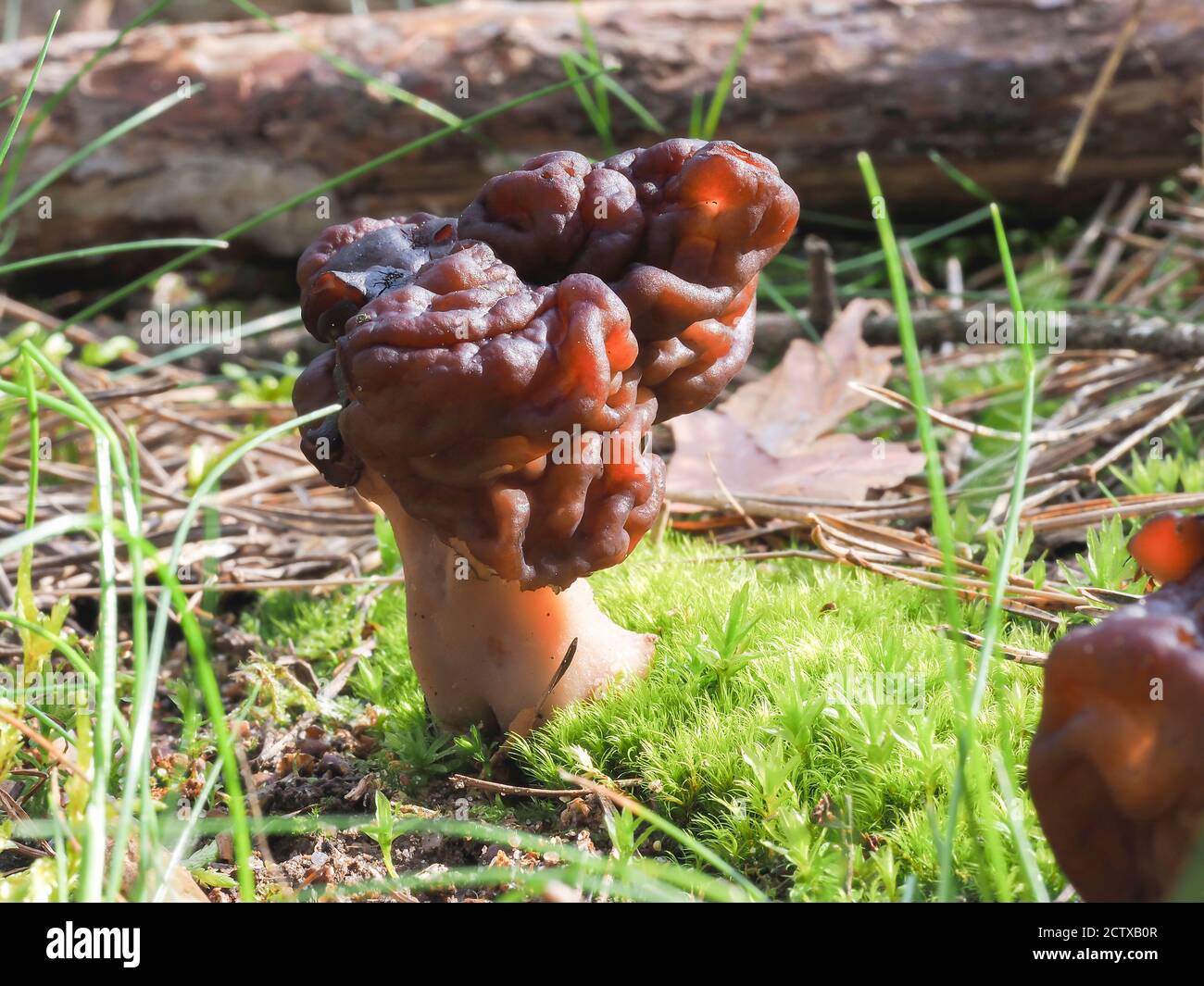 The Beefsteak Morel (Gyromitra esculenta) is a deadly poisonous mushroom , stacked macro photo Stock Photo