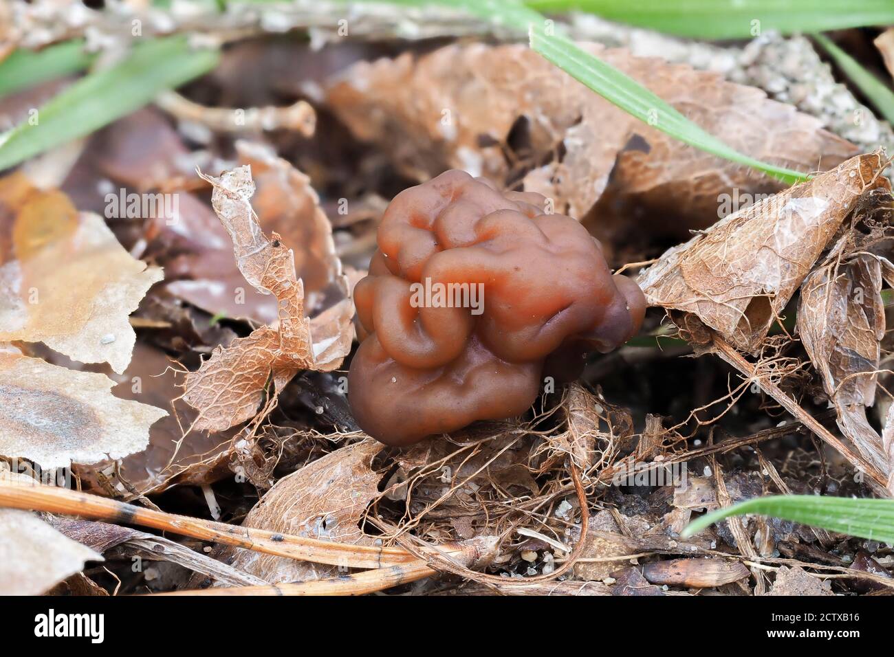 The Beefsteak Morel (Gyromitra esculenta) is a deadly poisonous mushroom , stacked macro photo Stock Photo
