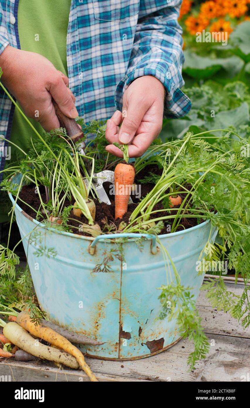 Daucus carota 'Harlequin' F1. Harvesting homegrown Harlequin carrots grown in a container in a domestic veg plot. UK Stock Photo