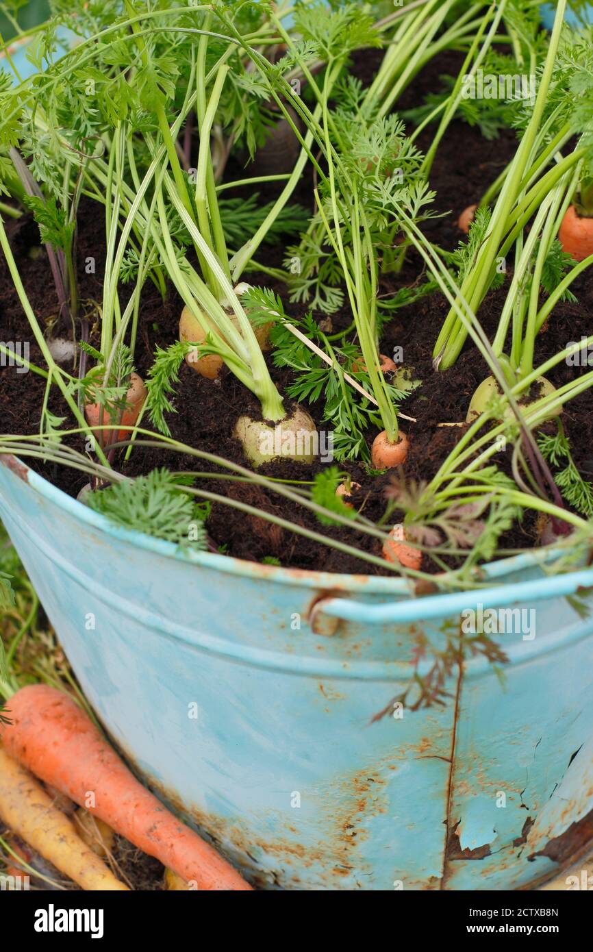 Daucus carota 'Harlequin' F1. Carrots growing in a container in a back garden. UK Stock Photo