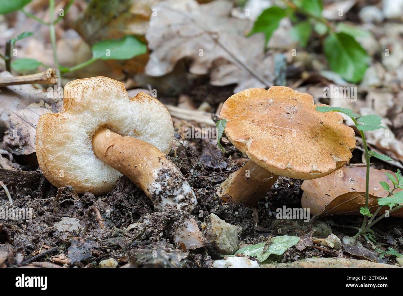 The Chestnut Bolete (Gyroporus castaneus) is an edible mushroom , stacked macro photo Stock Photo