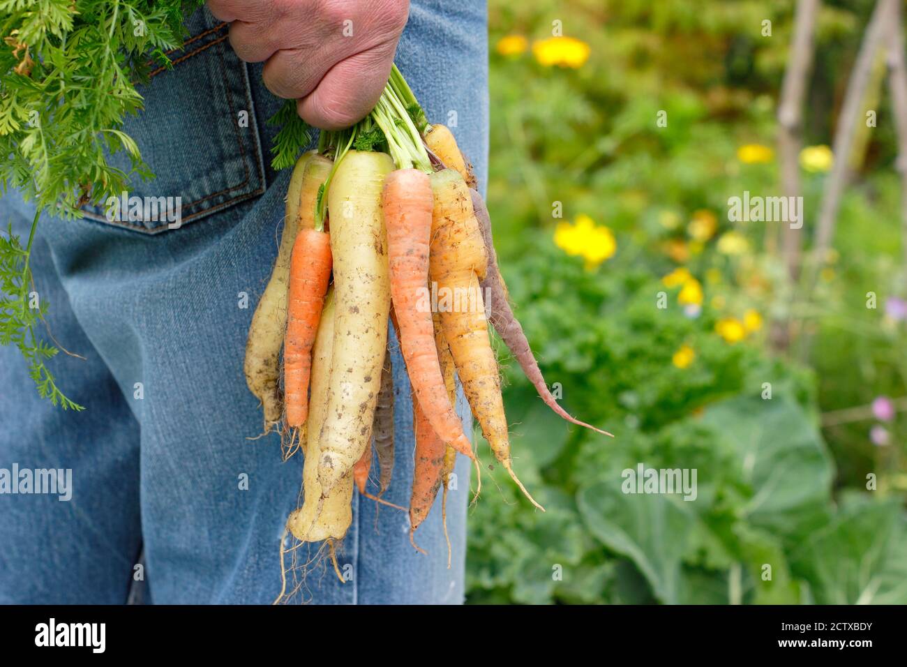 'Harlequin' carrots F1. Freshly picked rainbow carrots grown in a domestic kitchen garden (pictured). Stock Photo