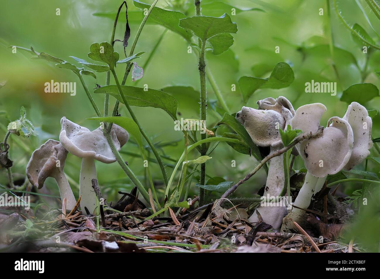 The Helvella latispora is an inedible mushroom , stacked macro photo Stock Photo