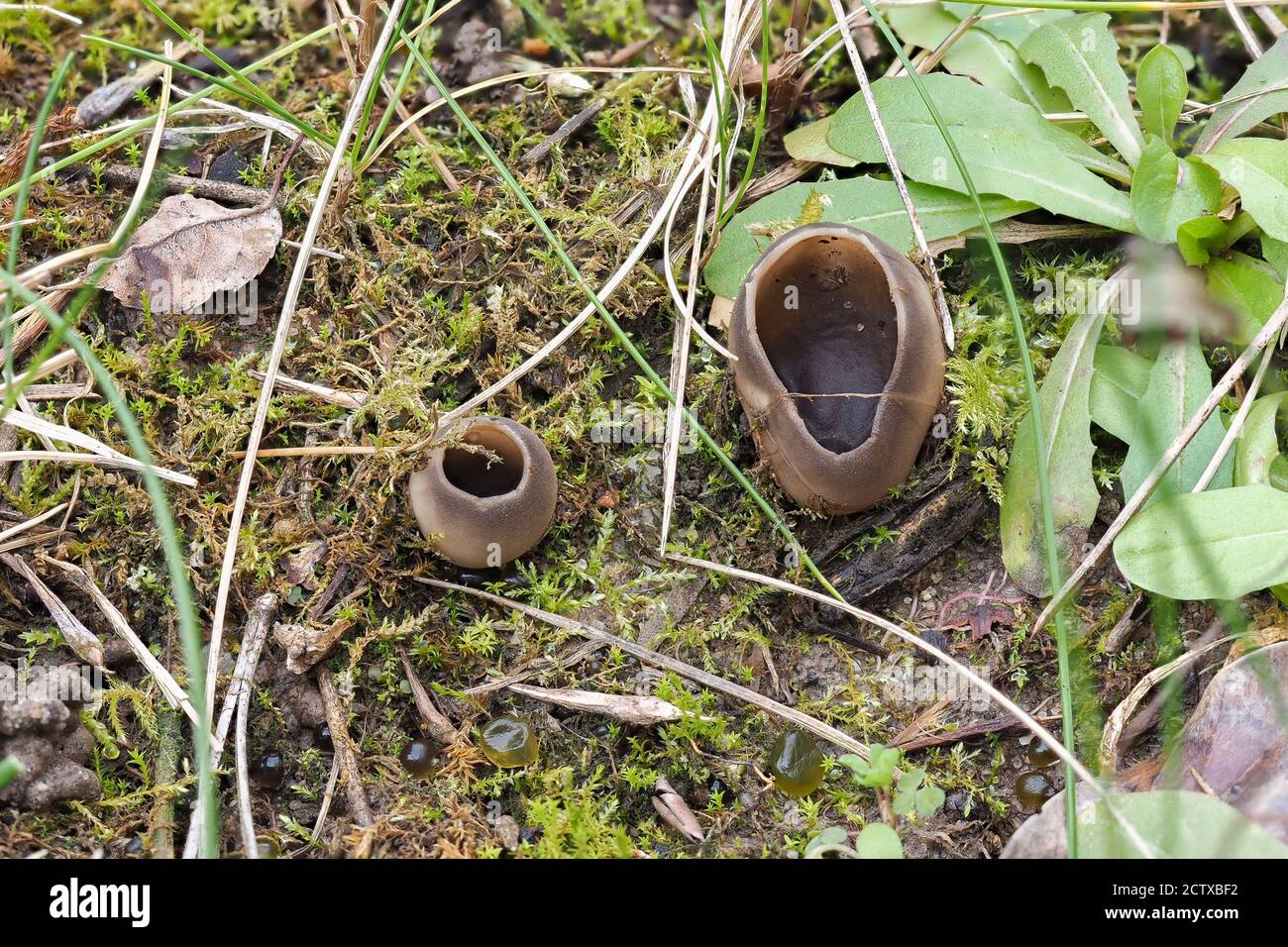 The Helvella leucomelaena is an inedible mushroom , stacked macro photo Stock Photo