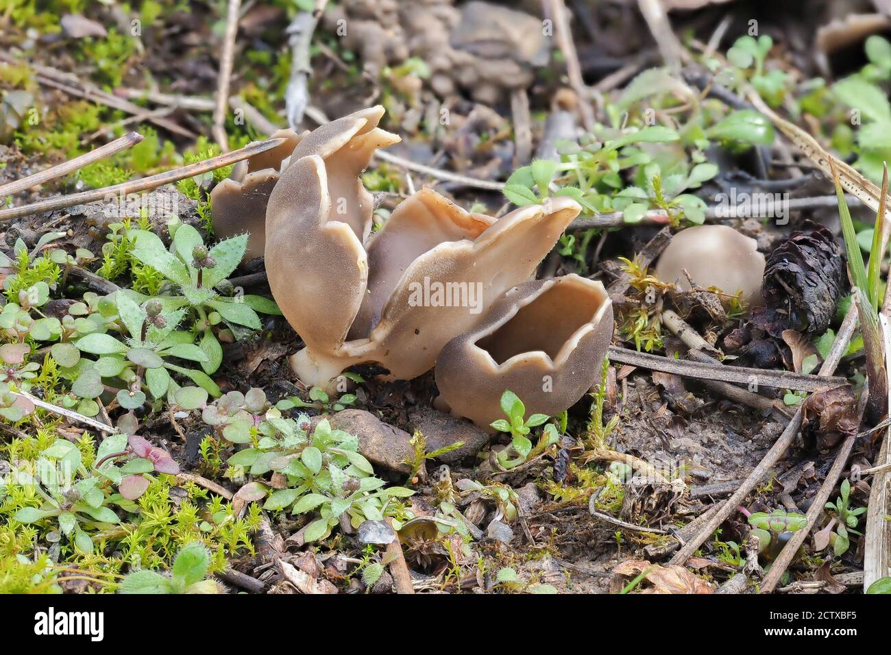The Helvella leucomelaena is an inedible mushroom , stacked macro photo Stock Photo
