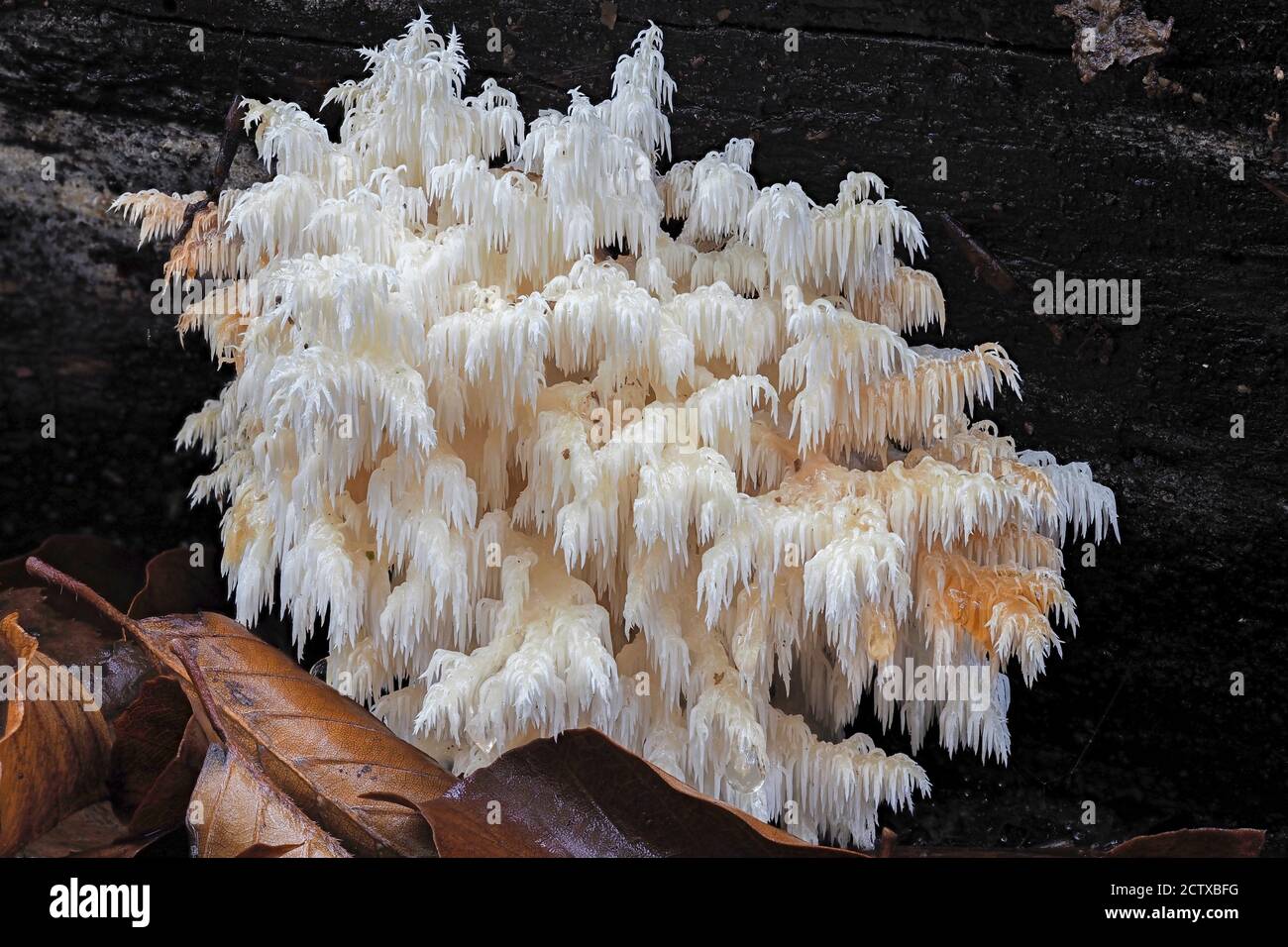 The Coral Tooth (Hericium coralloides) is an edible mushroom , stacked macro photo Stock Photo