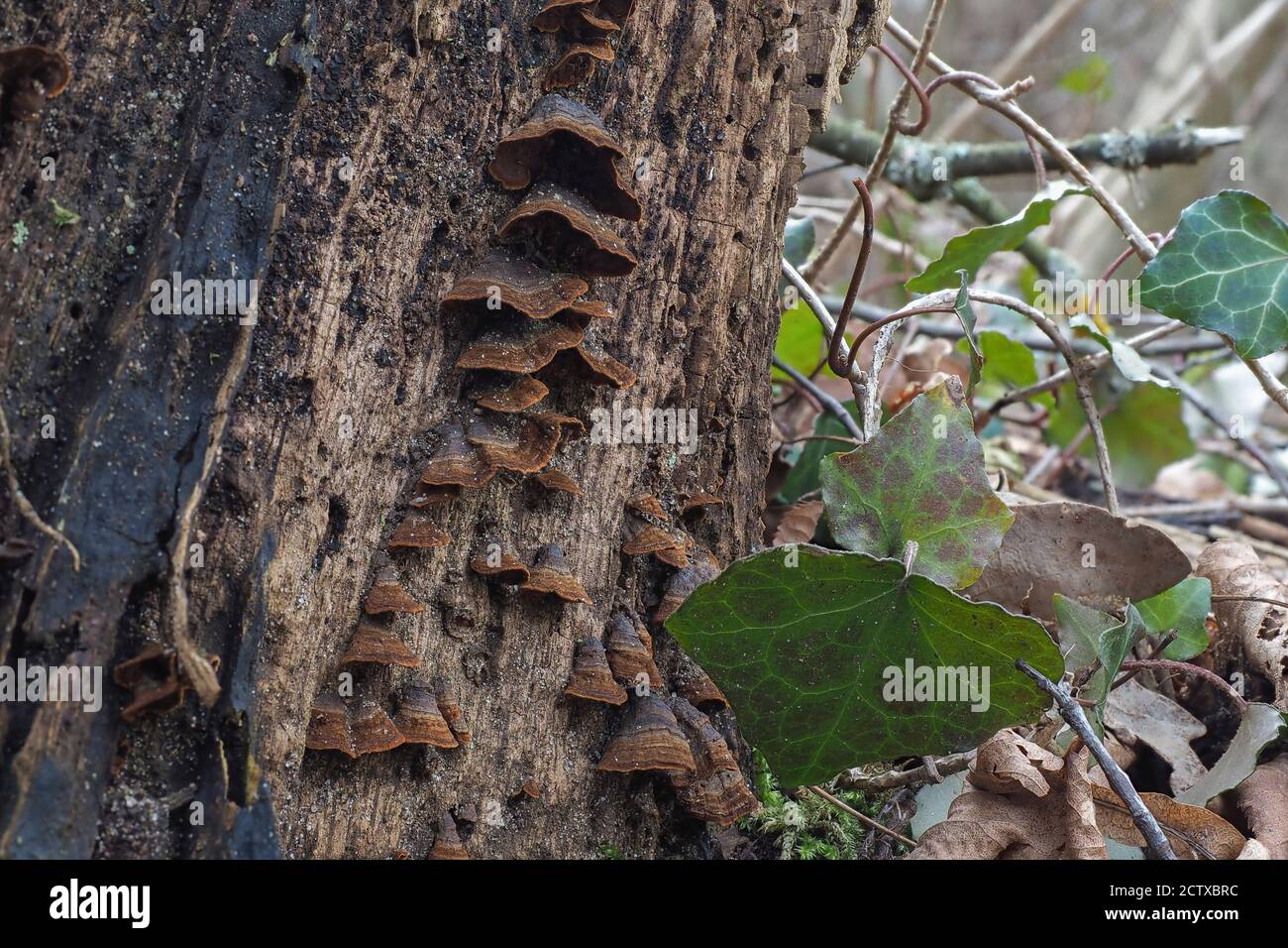 The Oak Curtain Crust (Hymenochaete rubiginosa) is an inedible mushroom on Oaks , stacked macro photo Stock Photo