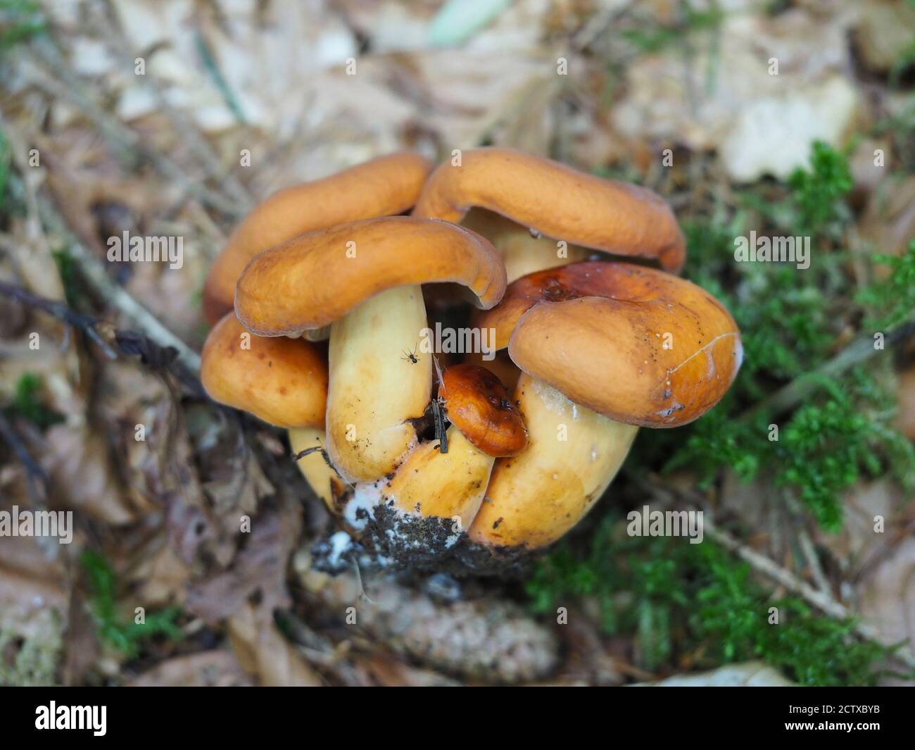 The Weeping Milk Cap (Lactifluus colemus) is an edible mushroom , stacked macro photo Stock Photo