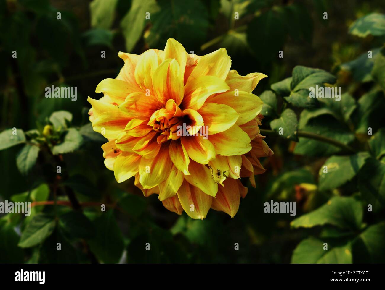 Flower Dahlia David Howard Close up: Yellow Color flower Dahlias round in garden with green background in pot Stock Photo