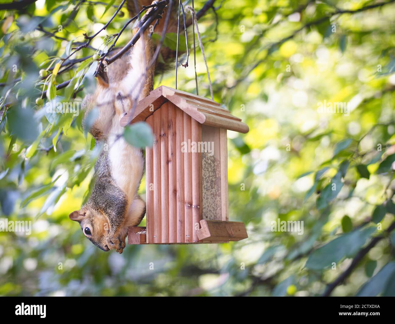 Squirrel with bird seed hires stock photography and images Alamy