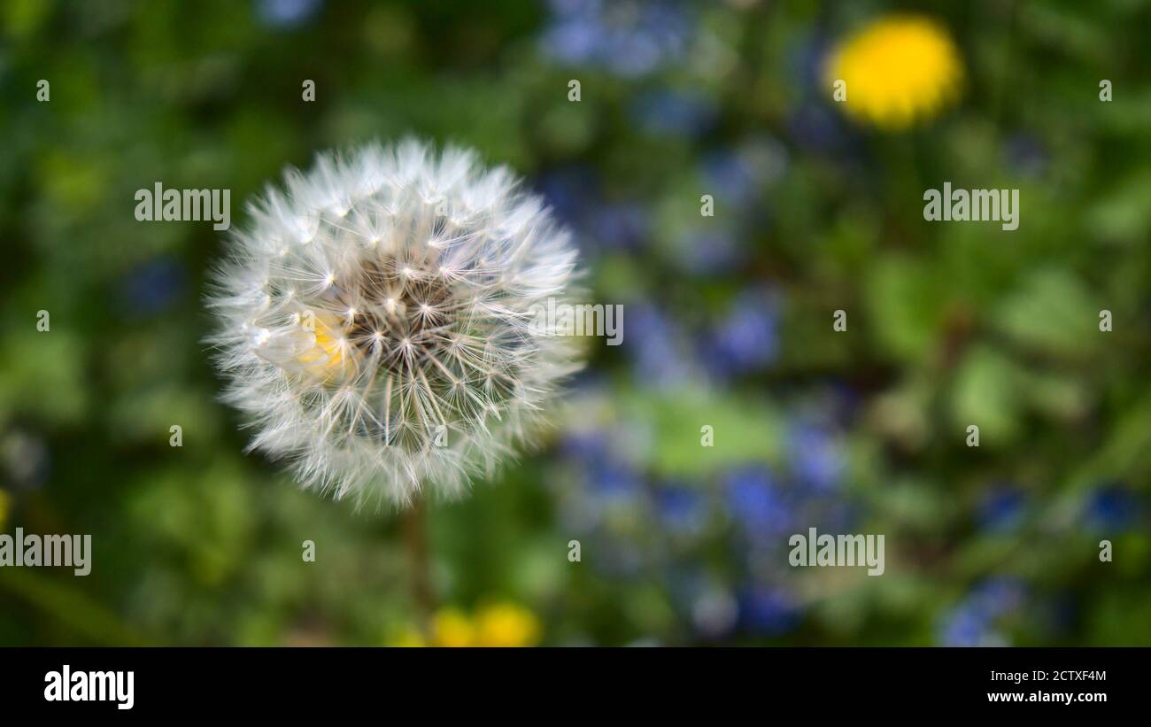 Macro photography of a dandelion (taraxacum officinale, also lion's tooth) with seed head, focus on seed head. Stock Photo