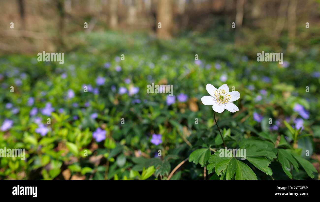 Blooming white flower (wood anemone, anemonoides nemorosa, also windflower, thimbleweed or smell fox) in forest at Kaiserstuhl, Germany. Stock Photo