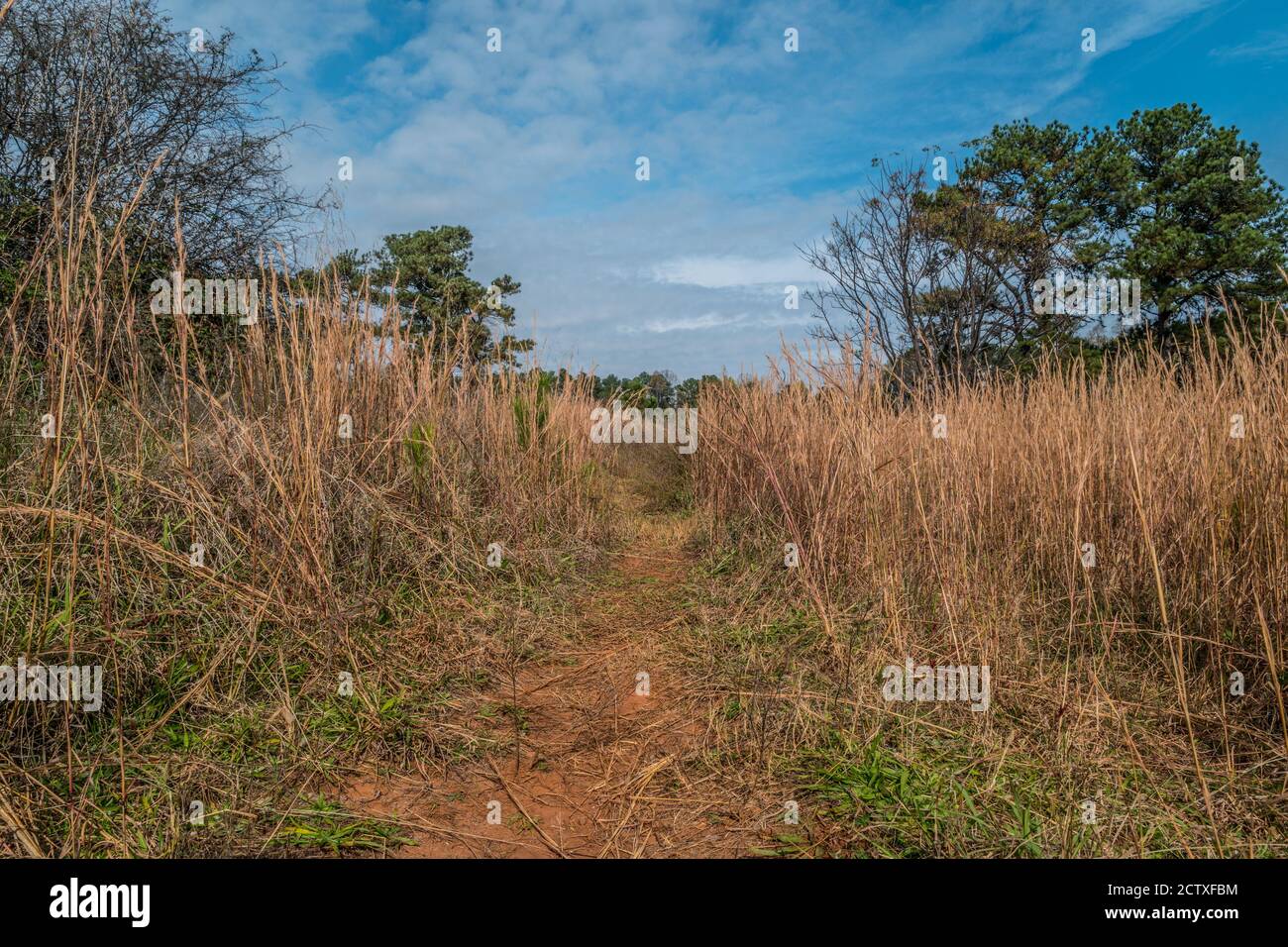 Thick lush field of dried tall grasses growing along the trails that lead into the woodlands in the background on a bright sunny day in autumn Stock Photo