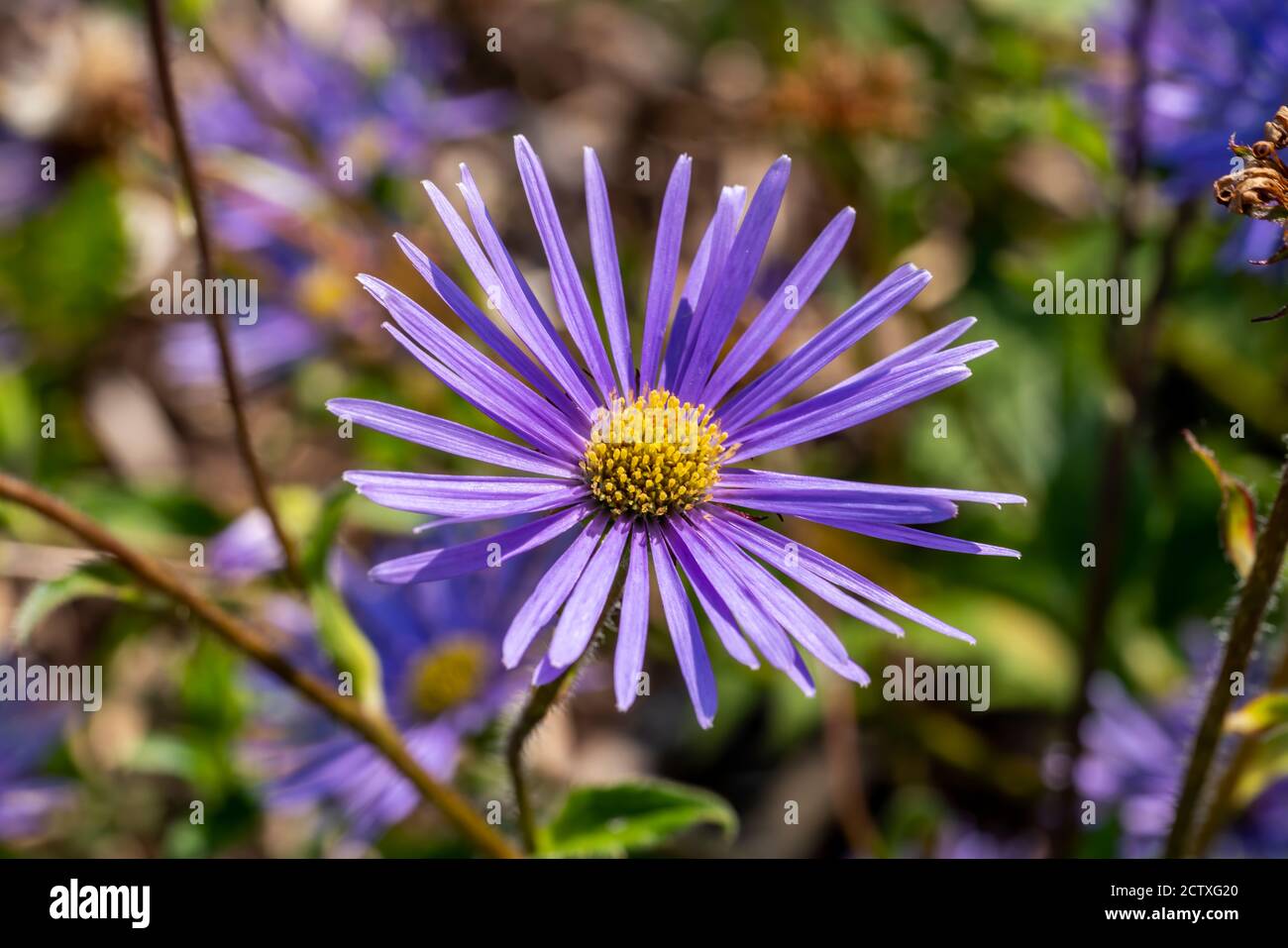 Aster peduncularis a purple blue herbaceous summer autumn perennial flower plant commonly known as Michaelmas daisy stock photo image Stock Photo
