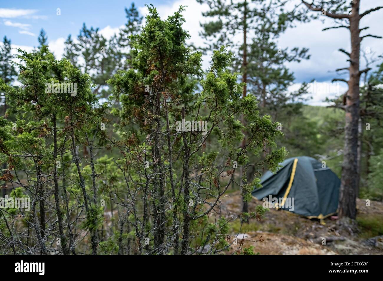 Juniper on a rock, in the background a camp with a single tent, among the pine trees. Stock Photo