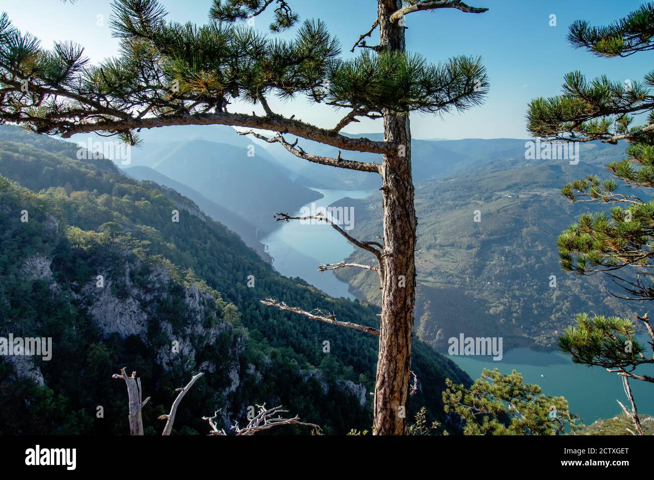 Panoramic view on a canyon of river Drina from Tara mountain viewpoint through a pine tree. Stock Photo