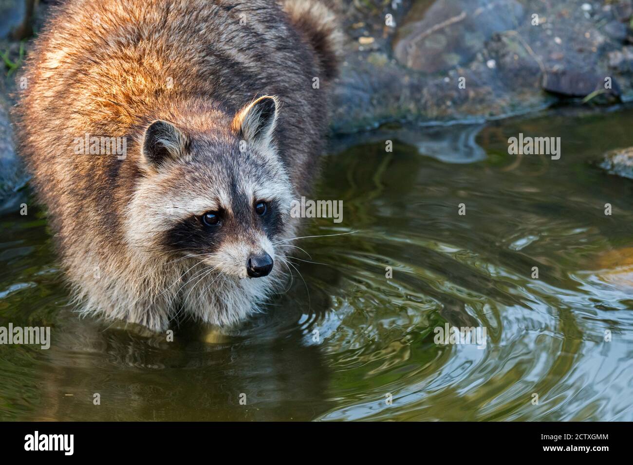 North American raccoon (Procyon lotor), native to North America, washing food in water from brook / stream Stock Photo