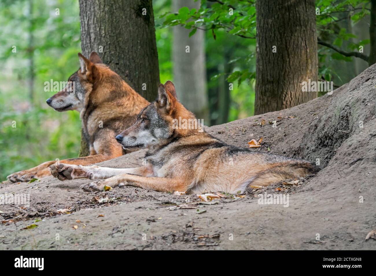 Two European gray wolves / wild grey wolf (Canis lupus) couple resting in front of den in forest Stock Photo