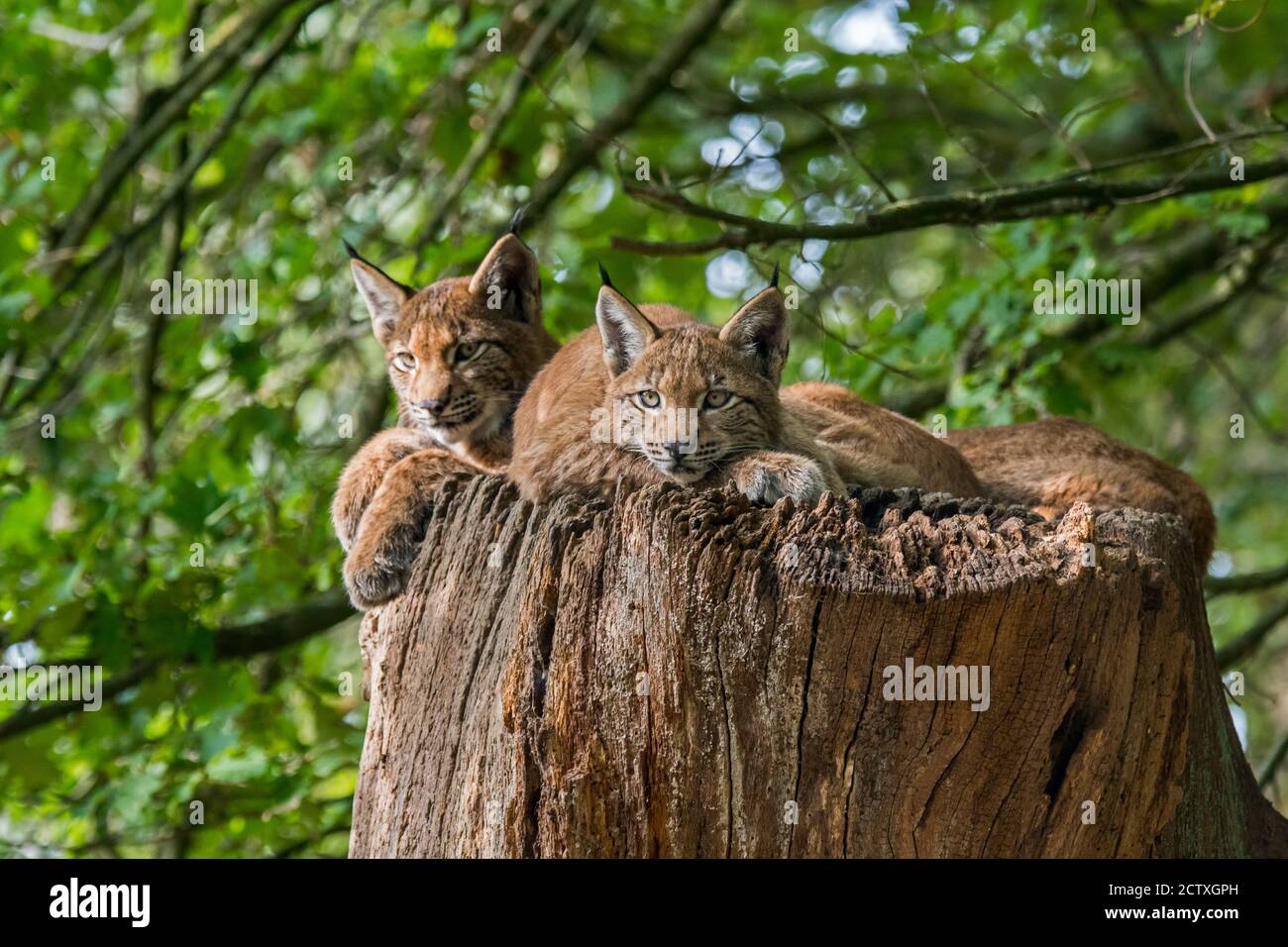 Three young Eurasian lynxes (Lynx lynx) juveniles resting on top of tree trunk in forest Stock Photo