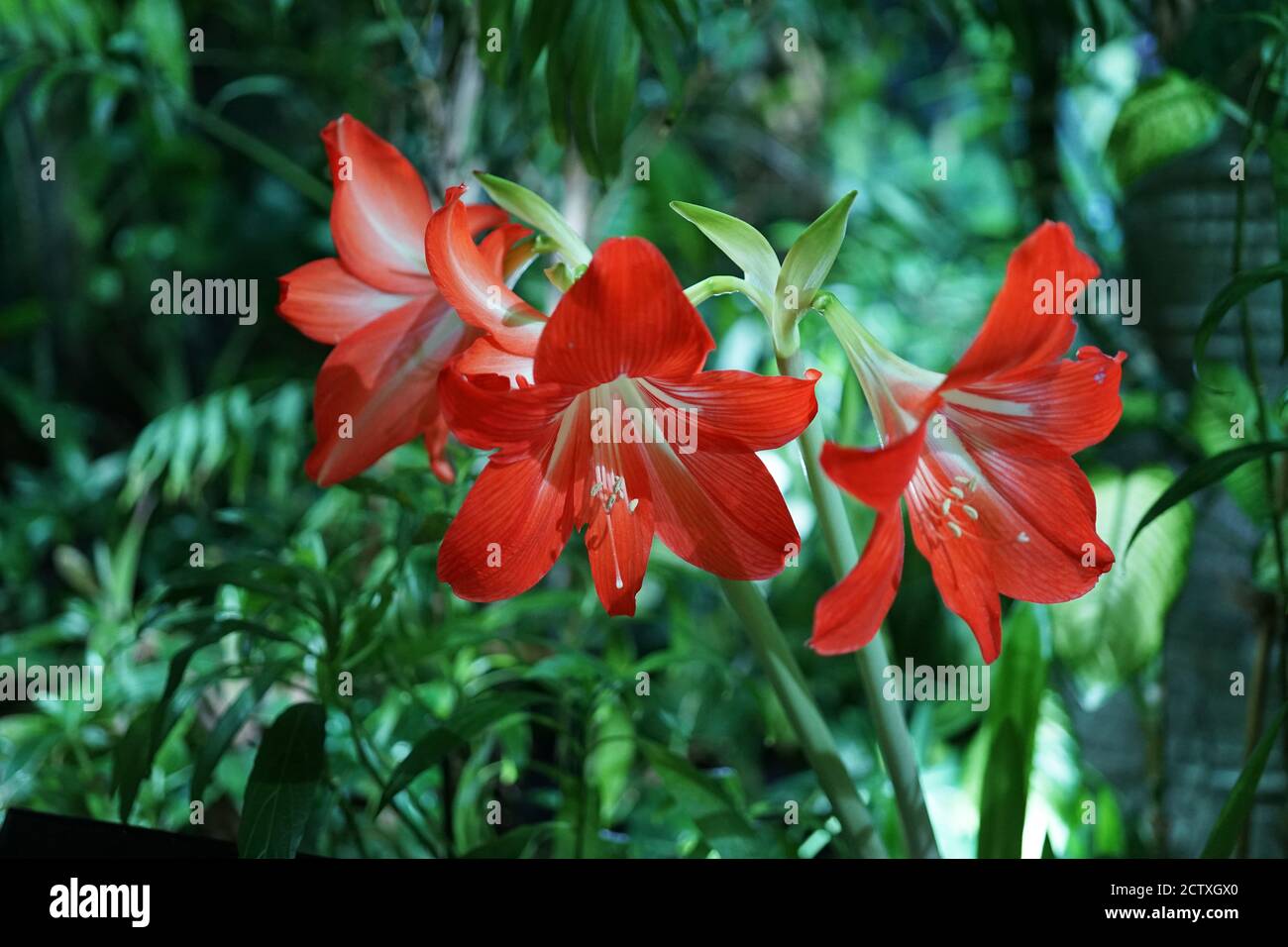 Three bright red amaryllis (amaryllidaceae) flowers on a background of greenery. Indoor flower close up. Stock Photo