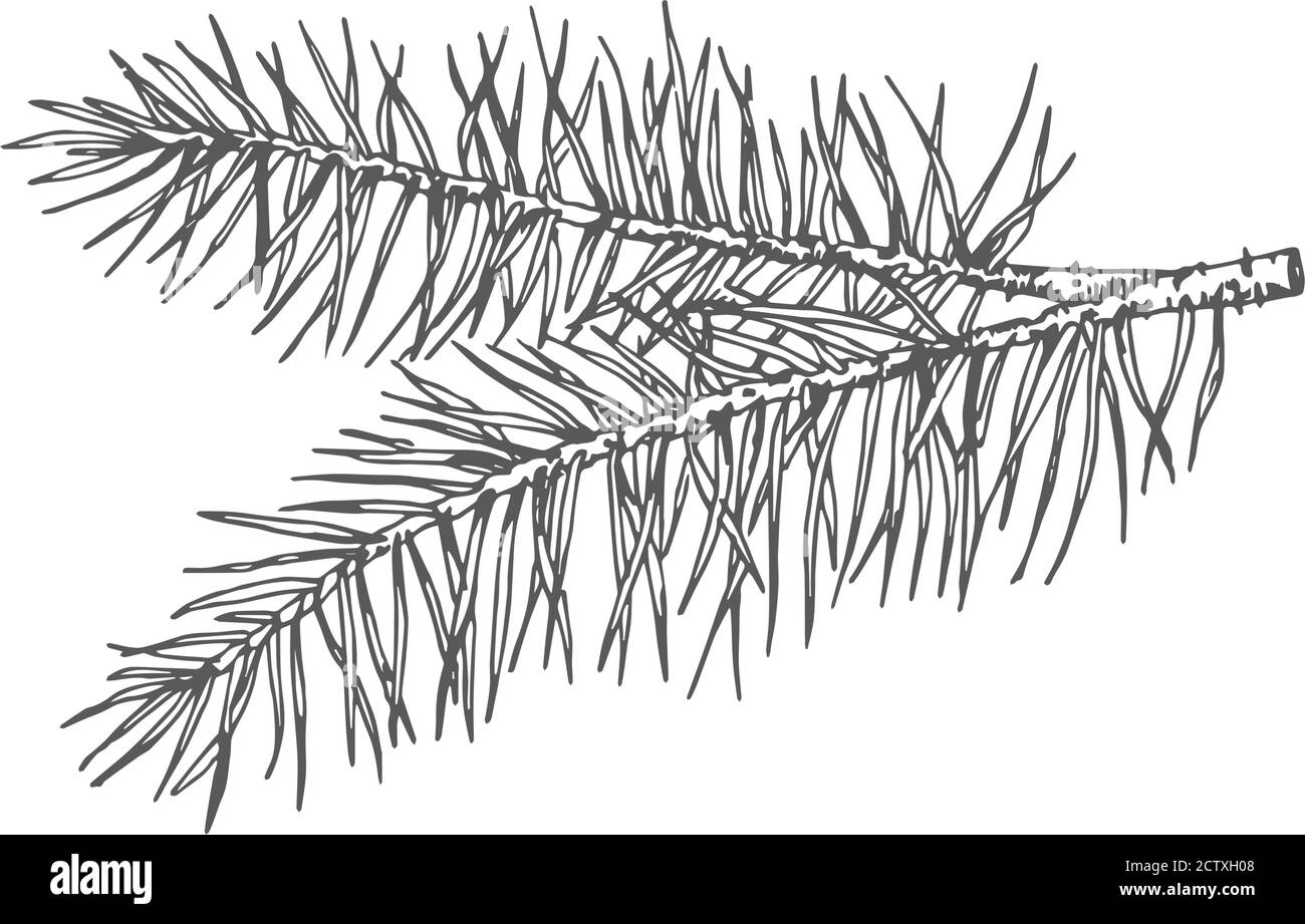 Branch with leaves twig foliage sketch outline 17795008 Vector Art at  Vecteezy