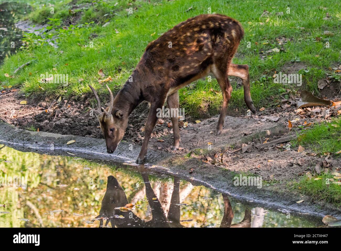 Visayan spotted deer / Philippine spotted deer / Prince Alfred's deer (Rusa alfredi) native to the Visayan islands of Panay and Negros, Philippines Stock Photo